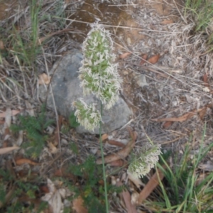 Dactylis glomerata at Griffith, ACT - 18 Nov 2018 12:00 AM