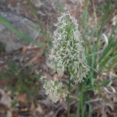 Dactylis glomerata at Griffith, ACT - 18 Nov 2018 12:00 AM