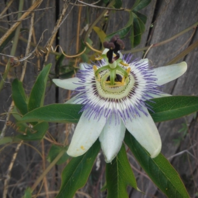 Passiflora caerulea (Blue Passionflower) at Griffith, ACT - 16 Nov 2018 by ianandlibby1