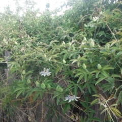 Passiflora caerulea at Griffith, ACT - 17 Nov 2018