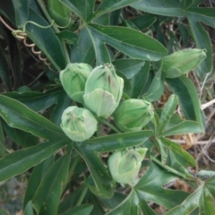 Passiflora caerulea at Griffith, ACT - 17 Nov 2018