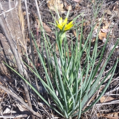 Tragopogon dubius (Goatsbeard) at Griffith, ACT - 17 Nov 2018 by ianandlibby1