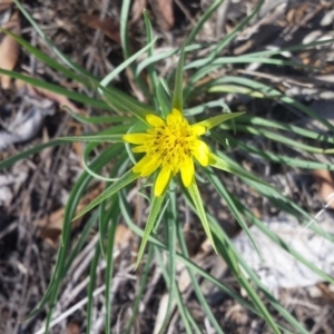 Tragopogon dubius at Griffith, ACT - 18 Nov 2018