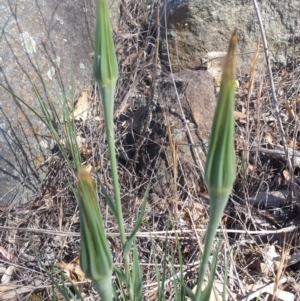 Tragopogon dubius at Griffith, ACT - 18 Nov 2018 09:42 AM