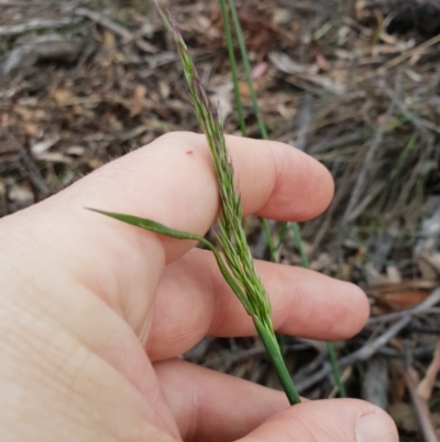 Unidentified Grass at Tharwa, ACT - 17 Nov 2018 by ACTBioSecurity