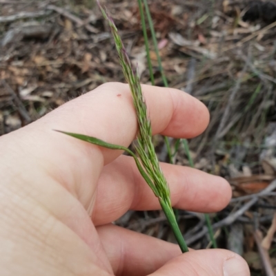 Poaceae (family) (Unidentified Grass) at Tharwa, ACT - 18 Nov 2018 by ACTBioSecurity