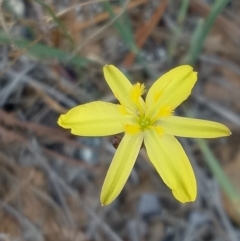 Tricoryne elatior (Yellow Rush Lily) at Lake George, NSW - 16 Nov 2018 by MPennay