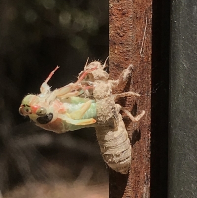 Cicadidae (family) (Unidentified cicada) at Paddys River, ACT - 18 Nov 2018 by PeterR