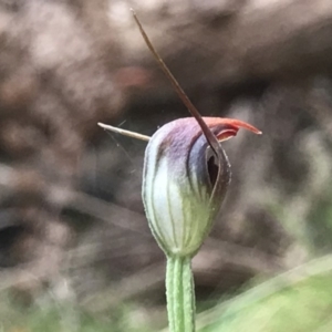 Pterostylis pedunculata at Paddys River, ACT - suppressed