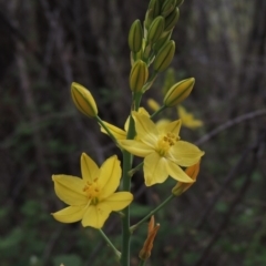 Bulbine glauca (Rock Lily) at Bullen Range - 1 Nov 2018 by michaelb