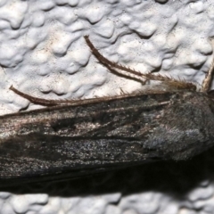 Agrotis infusa (Bogong Moth, Common Cutworm) at Ainslie, ACT - 17 Nov 2018 by jbromilow50