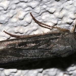 Agrotis infusa at Ainslie, ACT - 17 Nov 2018