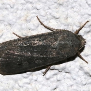 Agrotis infusa at Ainslie, ACT - 17 Nov 2018