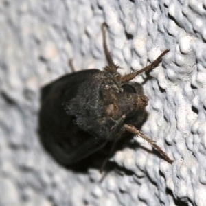 Agrotis infusa at Ainslie, ACT - 17 Nov 2018