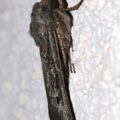 Agrotis infusa at Ainslie, ACT - 17 Nov 2018