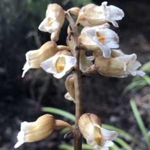 Gastrodia sesamoides at Symonston, ACT - suppressed