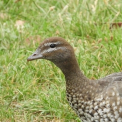 Chenonetta jubata (Australian Wood Duck) at Acton, ACT - 18 Nov 2018 by MatthewFrawley