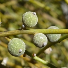 Omphacomeria acerba (Leafless Sour-bush) at Hackett, ACT - 18 Nov 2018 by RWPurdie