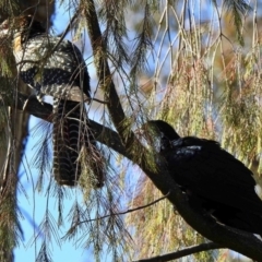 Eudynamys orientalis (Pacific Koel) at Aranda, ACT - 18 Nov 2018 by KMcCue