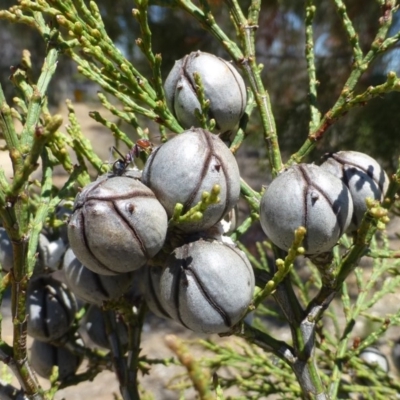 Callitris endlicheri (Black Cypress Pine) at Aranda, ACT - 18 Nov 2018 by RWPurdie
