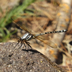 Diphlebia nymphoides (Arrowhead Rockmaster) at Coree, ACT - 19 Nov 2018 by MatthewFrawley