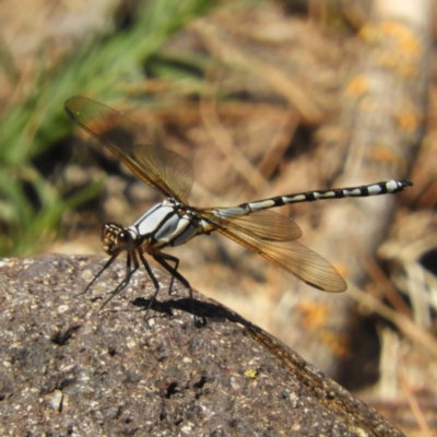 Diphlebia nymphoides (Arrowhead Rockmaster) at Coree, ACT - 19 Nov 2018 by MatthewFrawley