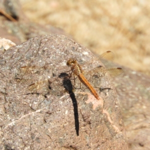 Diplacodes haematodes at Coree, ACT - 19 Nov 2018 11:04 AM