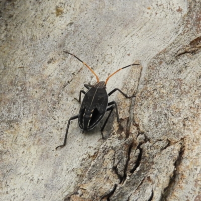 Theseus modestus (Gum tree shield bug) at Acton, ACT - 18 Nov 2018 by MatthewFrawley