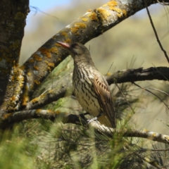 Oriolus sagittatus (Olive-backed Oriole) at Coree, ACT - 19 Nov 2018 by MatthewFrawley