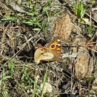 Junonia villida (Meadow Argus) at Isaacs, ACT - 19 Nov 2018 by Mike