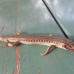 Ctenotus robustus (Robust Striped-skink) at Umbagong District Park - 19 Nov 2018 by JBrickhill