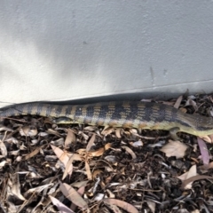 Tiliqua scincoides scincoides (Eastern Blue-tongue) at Canberra, ACT - 19 Nov 2018 by AaronClausen