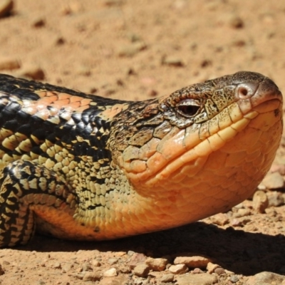 Tiliqua nigrolutea (Blotched Blue-tongue) at Brindabella, NSW - 18 Nov 2018 by JohnBundock