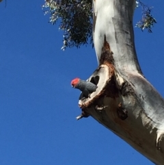 Callocephalon fimbriatum (Gang-gang Cockatoo) at Red Hill, ACT - 19 Nov 2018 by BenW