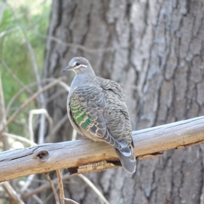 Phaps chalcoptera (Common Bronzewing) at Isaacs, ACT - 19 Nov 2018 by Mike