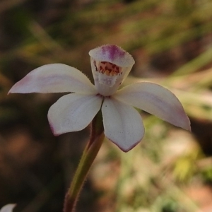 Caladenia alpina at Cotter River, ACT - suppressed