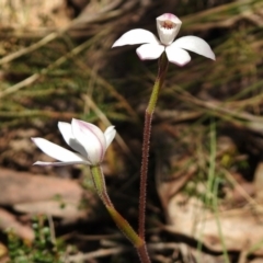 Caladenia alpina at Cotter River, ACT - suppressed