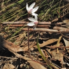 Caladenia alpina at Cotter River, ACT - suppressed