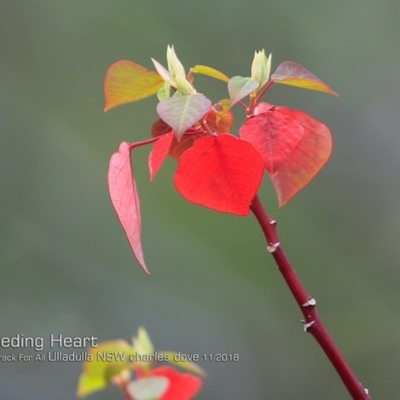 Homalanthus populifolius (Bleeding Heart) at Ulladulla Reserves Bushcare - 14 Nov 2018 by Charles Dove