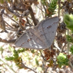 Casbia pallens (Pale Casbia) at Theodore, ACT - 3 Nov 2018 by owenh