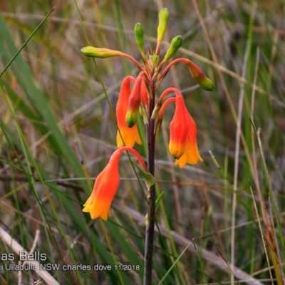 Blandfordia nobilis (Christmas Bells) at Ulladulla, NSW - 14 Nov 2018 by CharlesDove