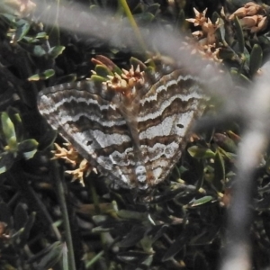 Chrysolarentia nephodes at Cotter River, ACT - 19 Nov 2018