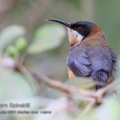 Acanthorhynchus tenuirostris (Eastern Spinebill) at Burrill Lake, NSW - 16 Nov 2018 by CharlesDove