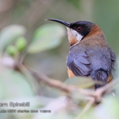 Acanthorhynchus tenuirostris (Eastern Spinebill) at Burrill Lake, NSW - 16 Nov 2018 by CharlesDove