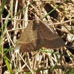 Antasia flavicapitata (Yellow-headed Heath Moth) at Cotter River, ACT - 18 Nov 2018 by JohnBundock