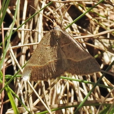 Antasia flavicapitata (Yellow-headed Heath Moth (Oenochrominae)) at Cotter River, ACT - 19 Nov 2018 by JohnBundock