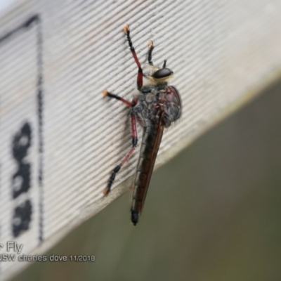 Neoaratus hercules (Herculean Robber Fly) at Ulladulla, NSW - 17 Nov 2018 by Charles Dove