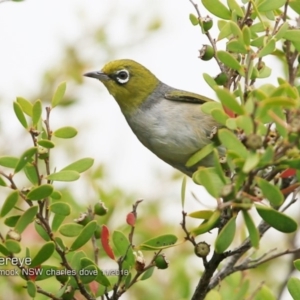 Zosterops lateralis at undefined - 15 Nov 2018 12:00 AM