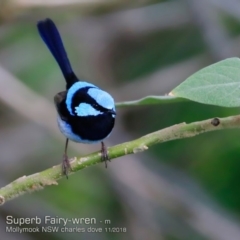 Malurus cyaneus (Superb Fairywren) at Mollymook Beach, NSW - 15 Nov 2018 by CharlesDove