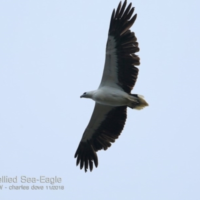 Haliaeetus leucogaster (White-bellied Sea-Eagle) at Ulladulla Reserves Bushcare - 13 Nov 2018 by Charles Dove